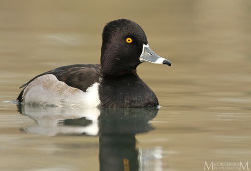 Pato pico anillado