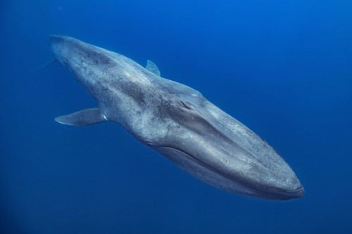 Ballena azul