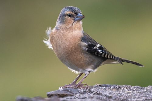 Pinzón común de las Azores