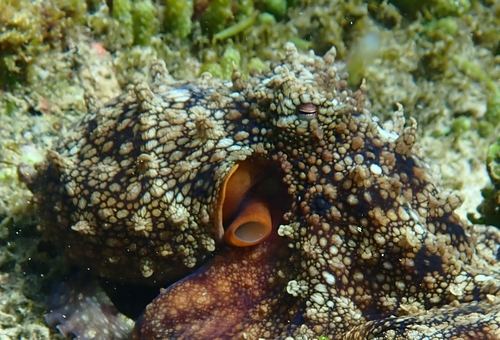 Pulpo de las Galápagos