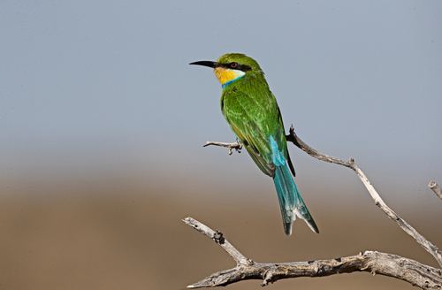 Abejaruco golondrina