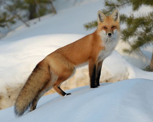 Red Fox