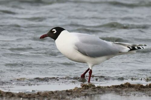 Gaviota Relicta