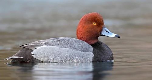 Pato Cabeza Roja