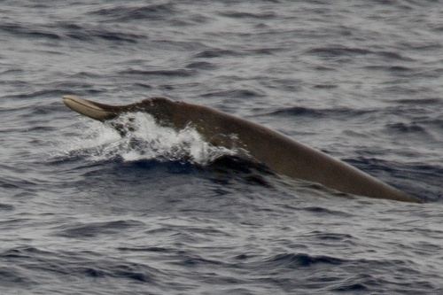Ballena De Pico De Layard