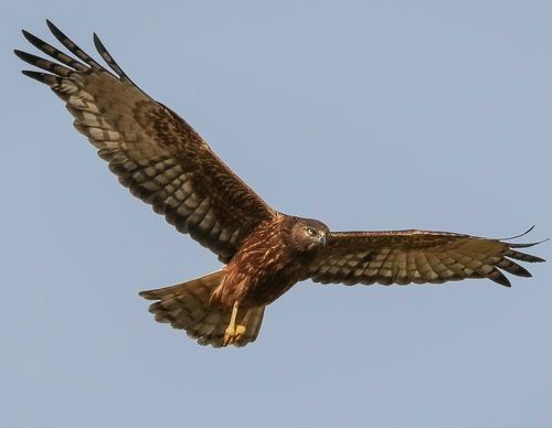 Aguilucho lagunero del Pacífico