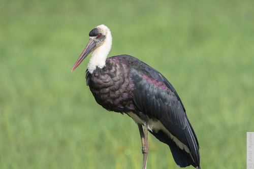Cigüeña lanuda africana