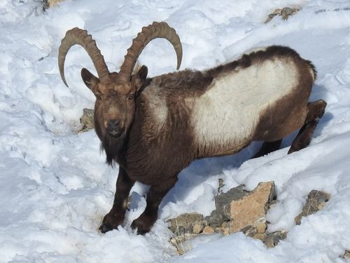 Íbice Siberiano