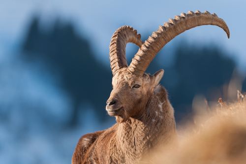 Íbice de los Alpes