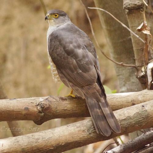 Chilean Hawk