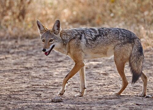 Chacal gris