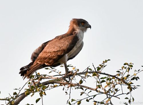 Culebrera sudanesa