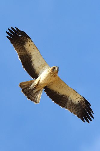 Águila calzada