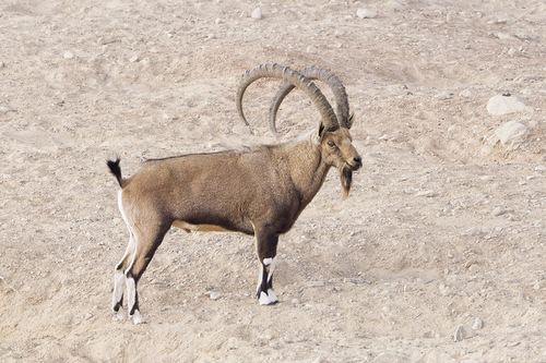 Íbice de Nubia