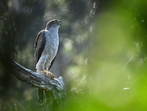 Henst's Goshawk