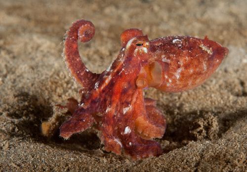 Pulpo rojo del Pacífico