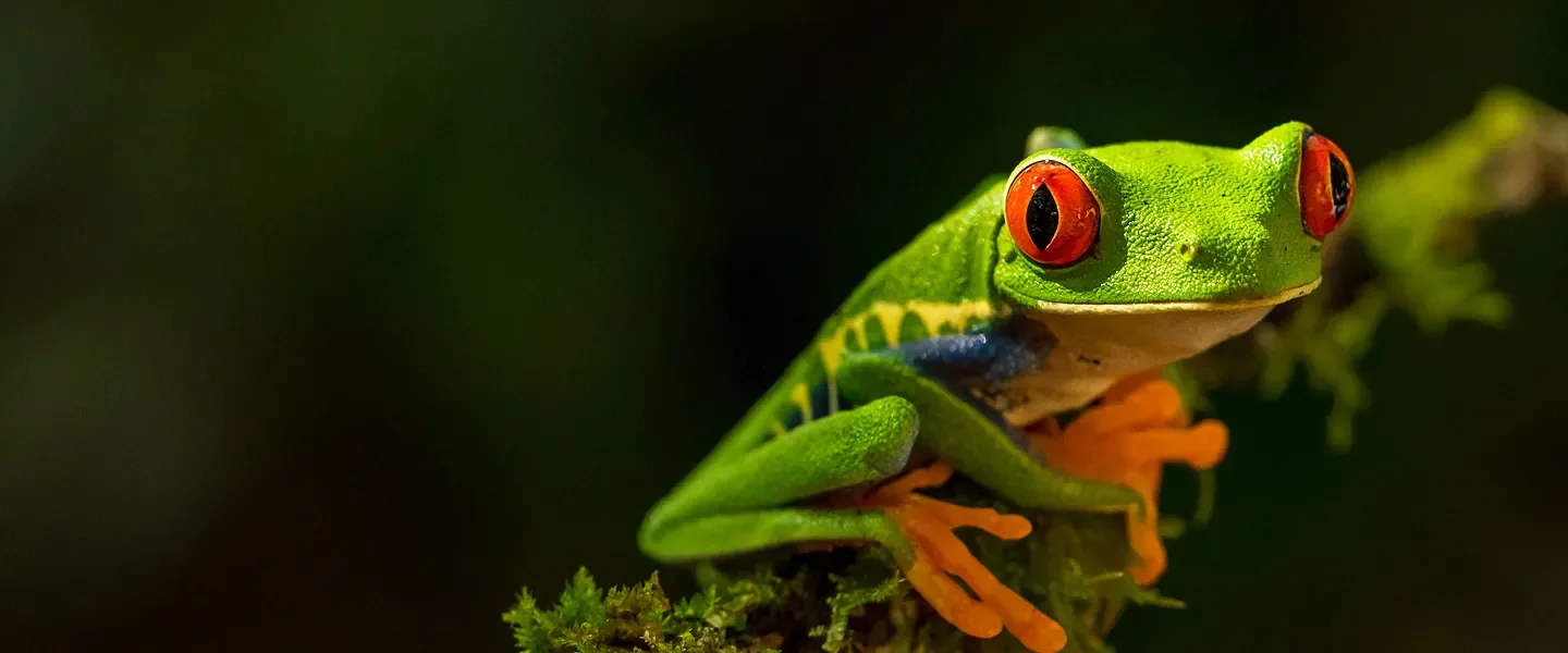 Red-eyed tree frog in natural habitat