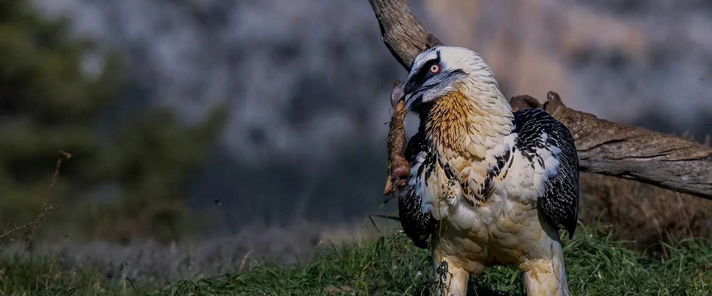 Adéntrate en la naturaleza sin ser visto
