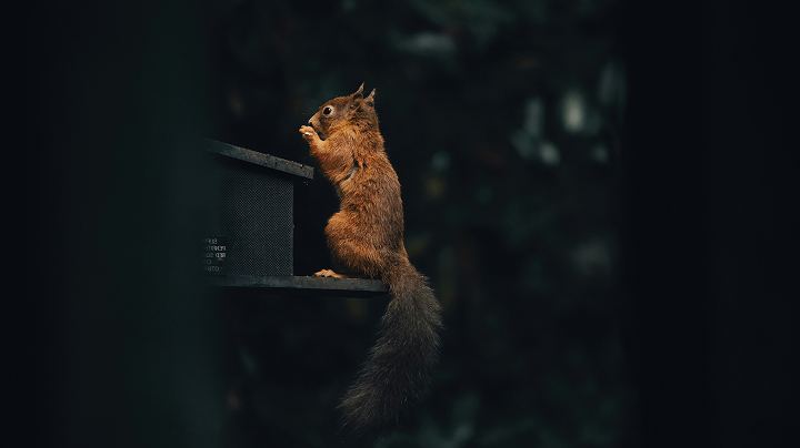 Ardilla comiendo en un comedero para aves