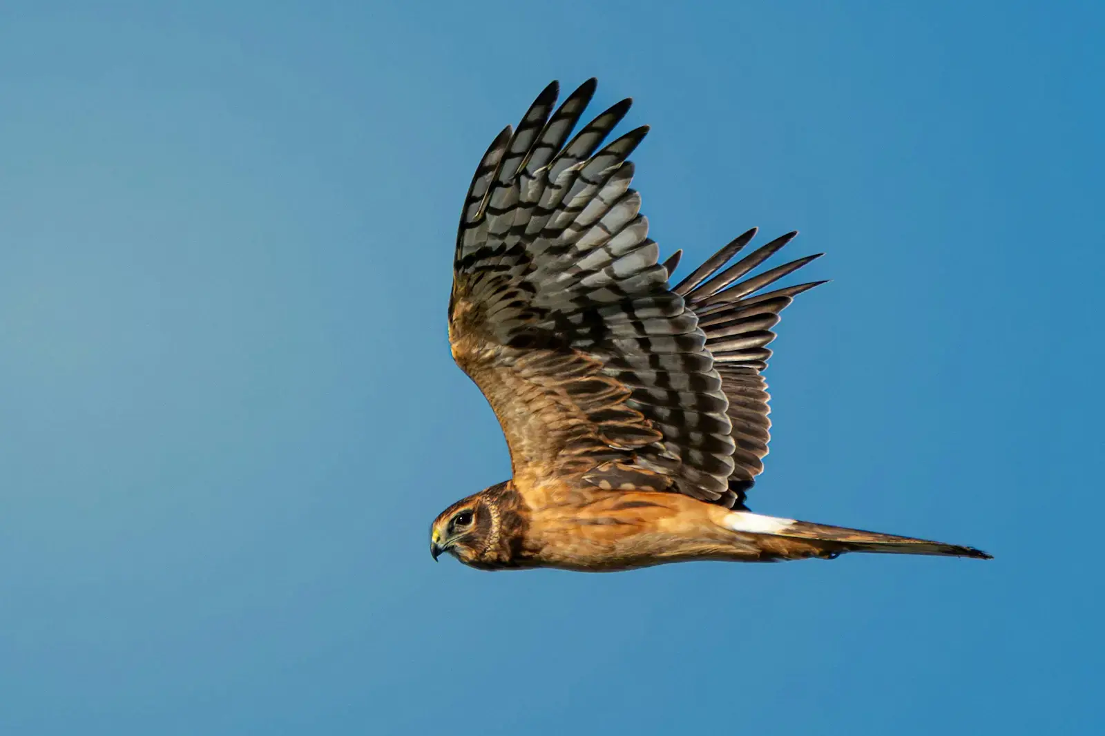 Aguilucho lagunero occidental volando con las alas extendidas sobre un cielo azul.