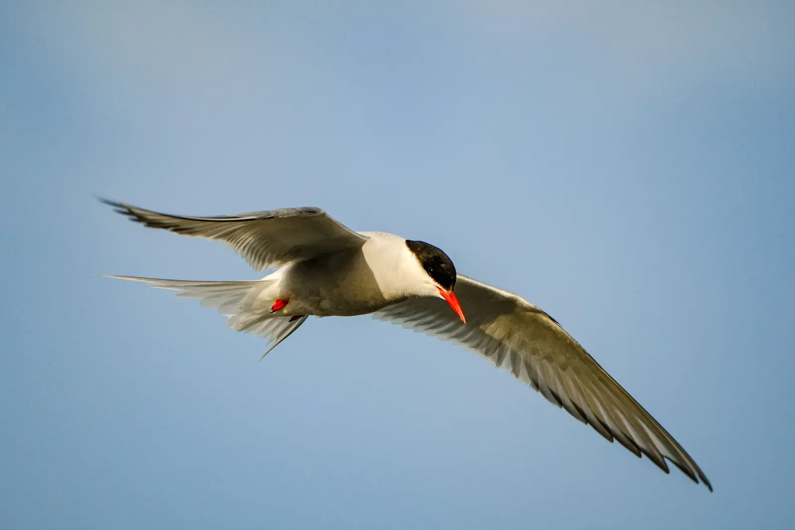 Charrán común en vuelo mostrando su plumaje blanco y gris, cabeza negra y pico rojo.