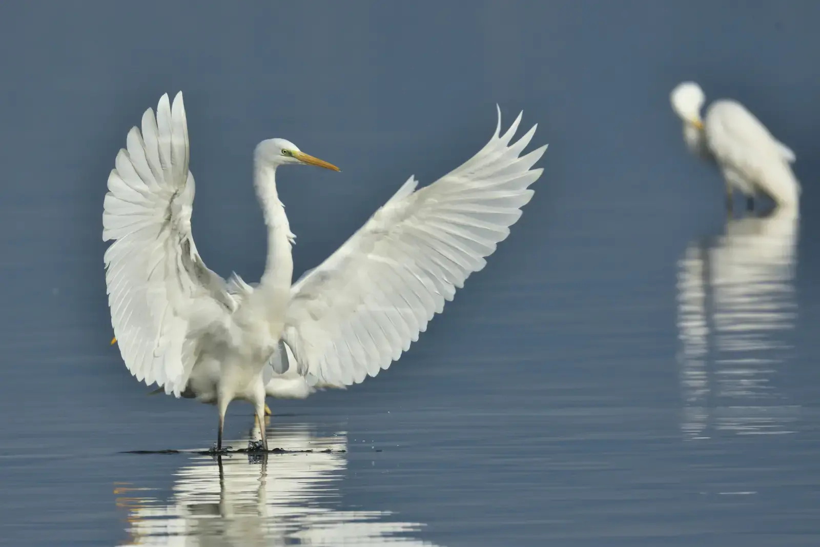 Garceta grande con las alas extendidas sobre aguas tranquilas de un humedal.