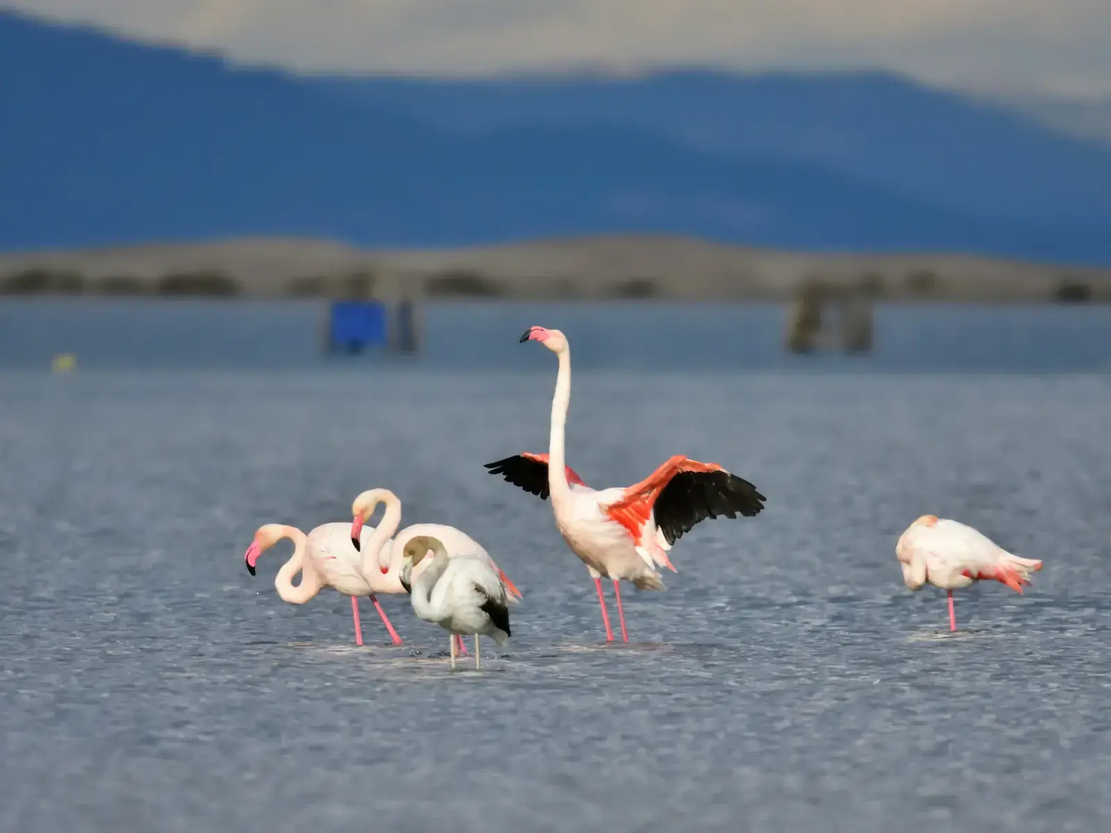 Grupo de flamencos comunes alimentándose y descansando en aguas poco profundas.