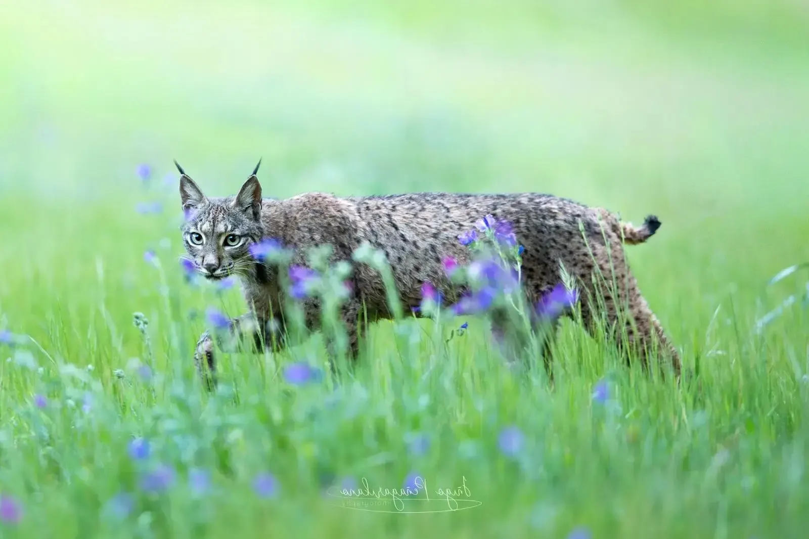 Lince ibérico caminando entre matorral mediterráneo en la Sierra de Andújar