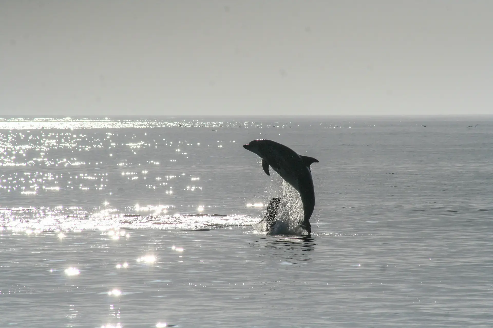 Delfín saltando fuera del agua a contraluz sobre un mar tranquilo iluminado por el sol.
