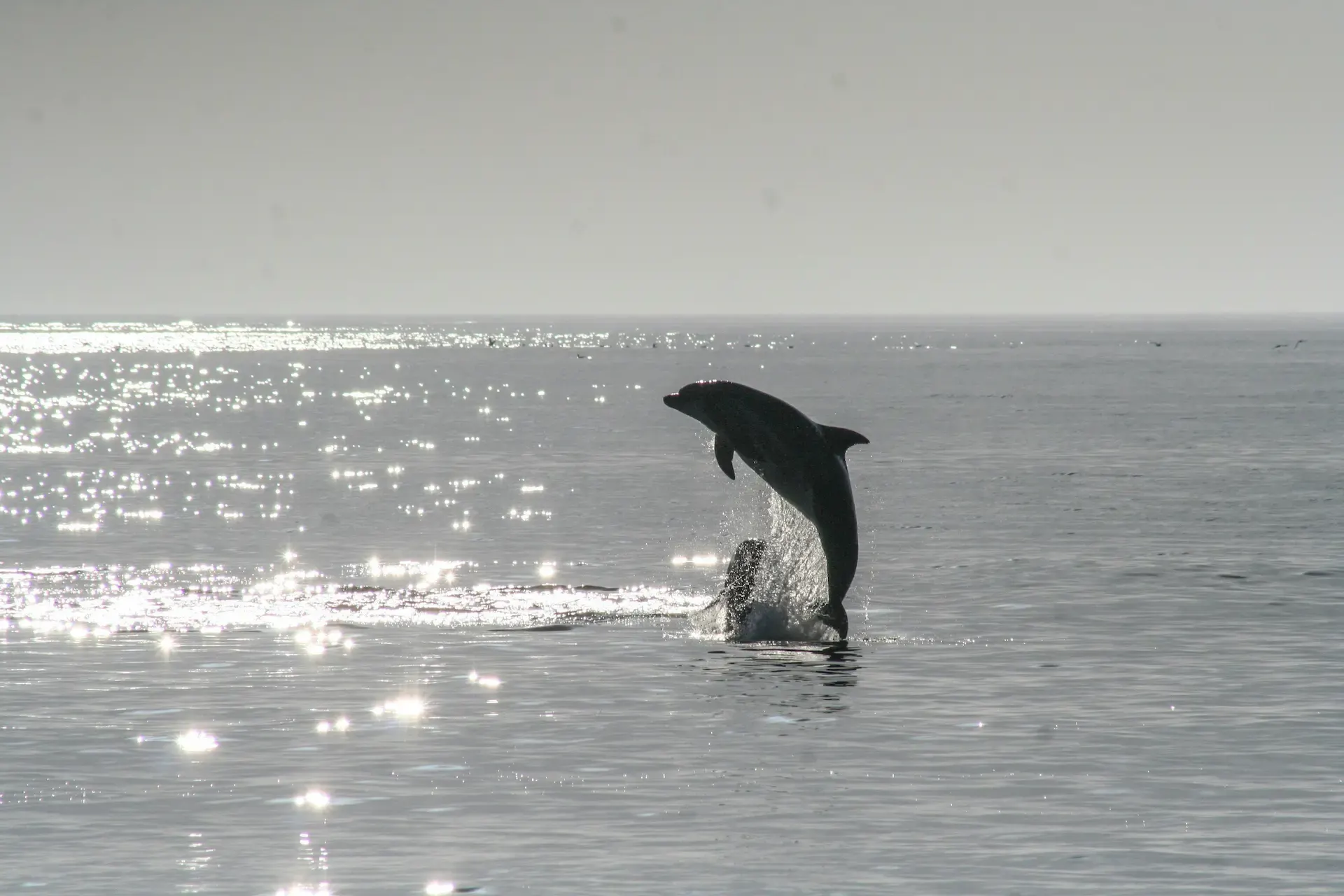 Delfín saltando fuera del agua a contraluz sobre un mar tranquilo iluminado por el sol.