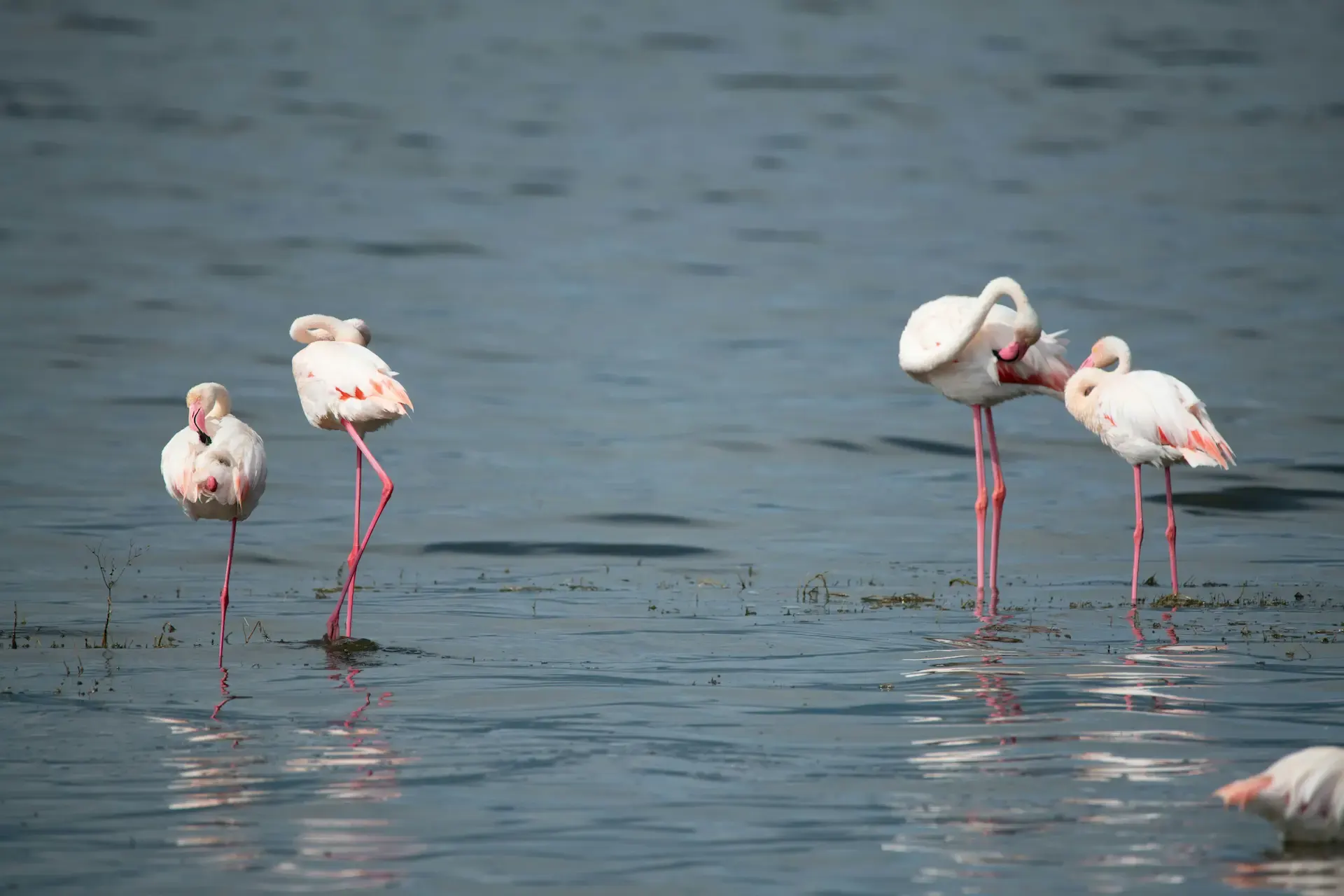 Grupo de flamencos comunes descansando en una laguna del Delta del Ebro.