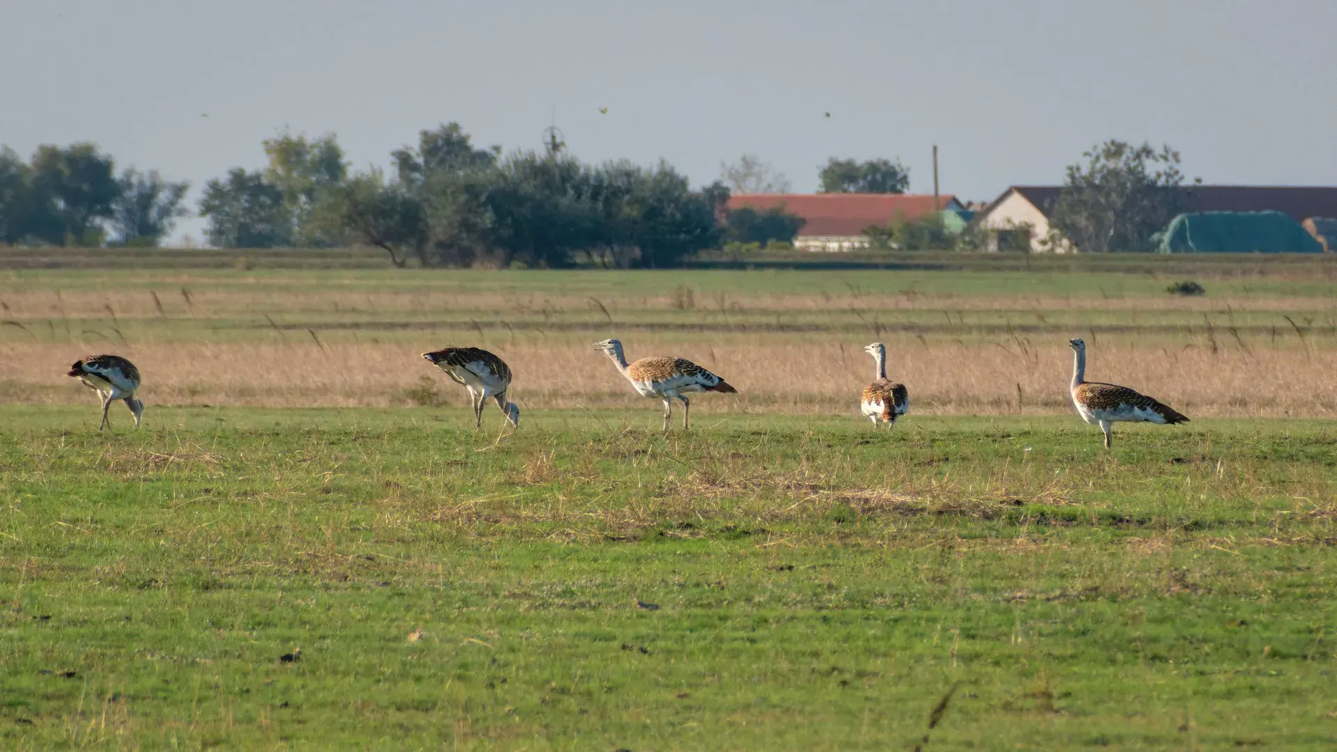 Un grupo de avestruces grandes en un paisaje de pradera