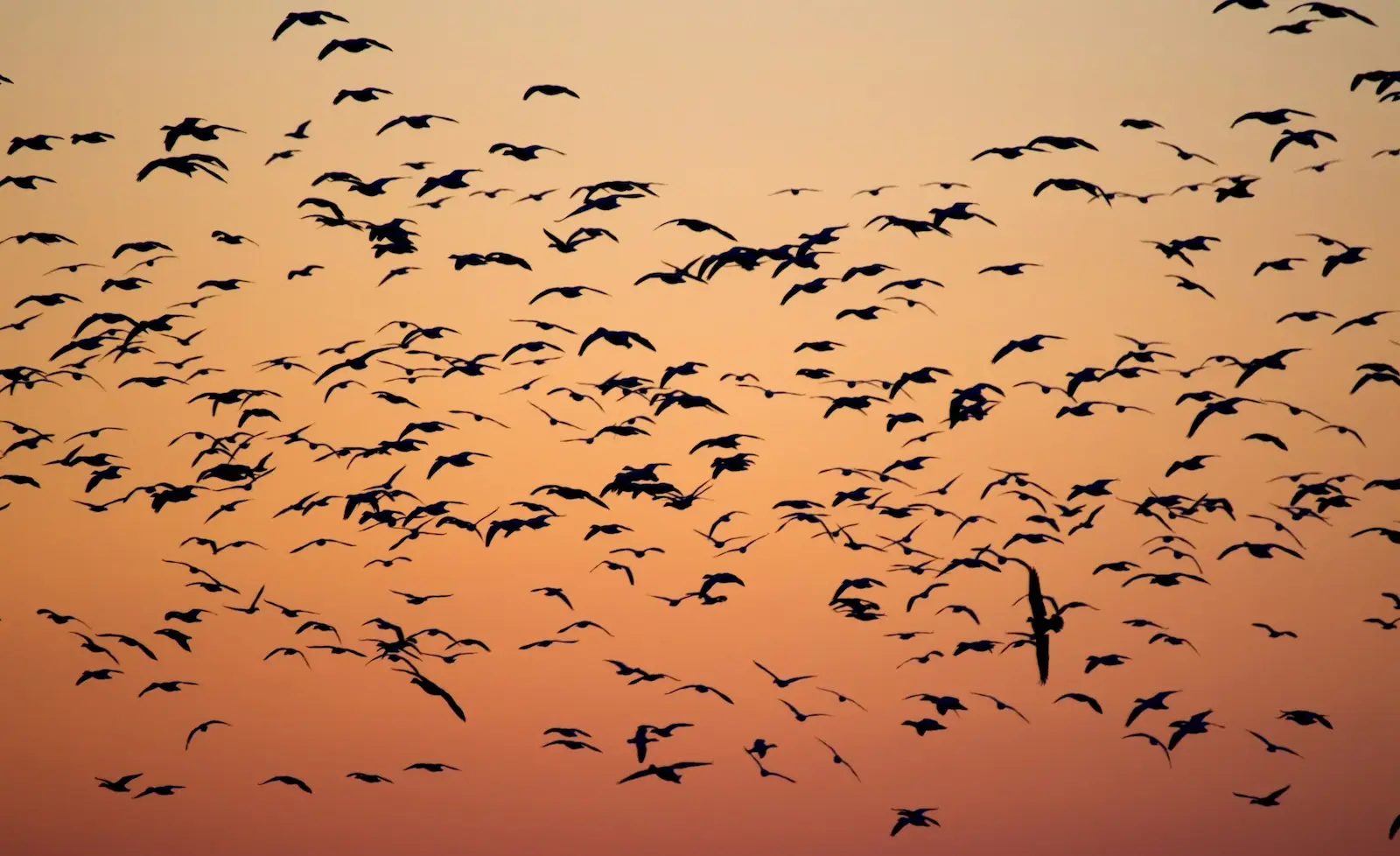Aves volando en el atardecer