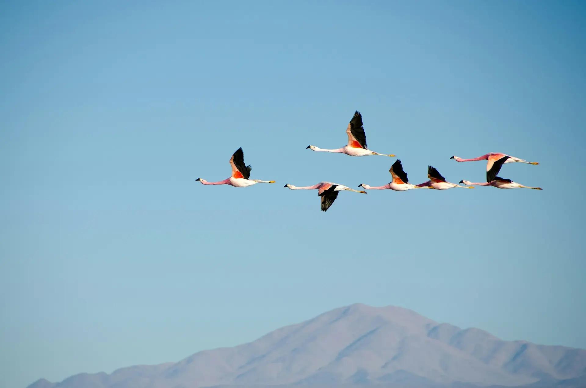 Fotografía aérea de bandada de flamencos