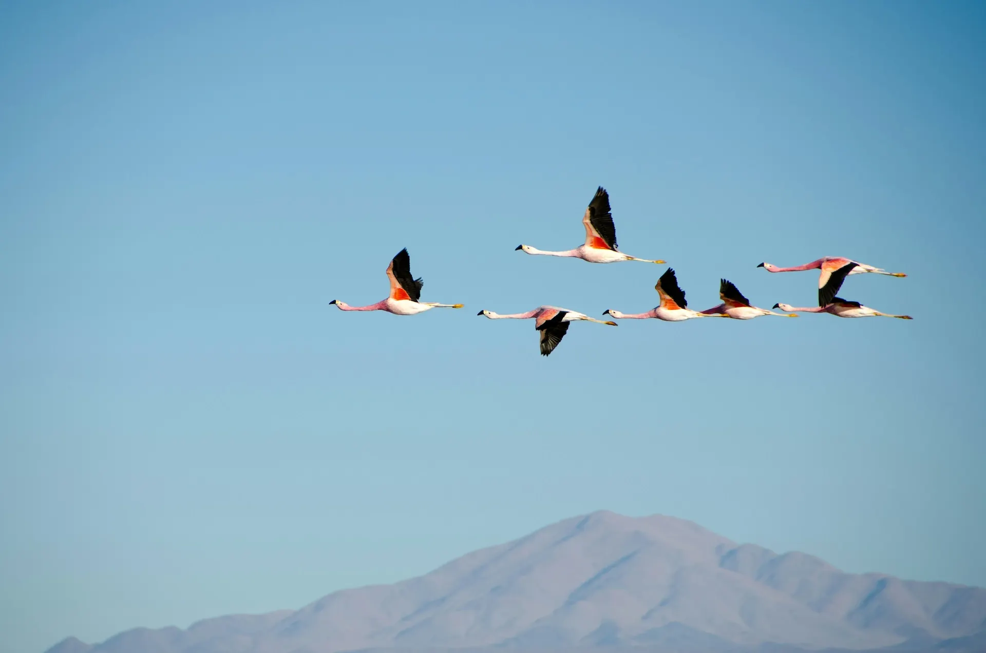 Fotografía aérea de bandada de flamencos
