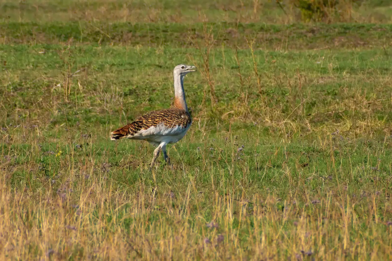 Un avutarda paseando por un prado cubierto de hierba