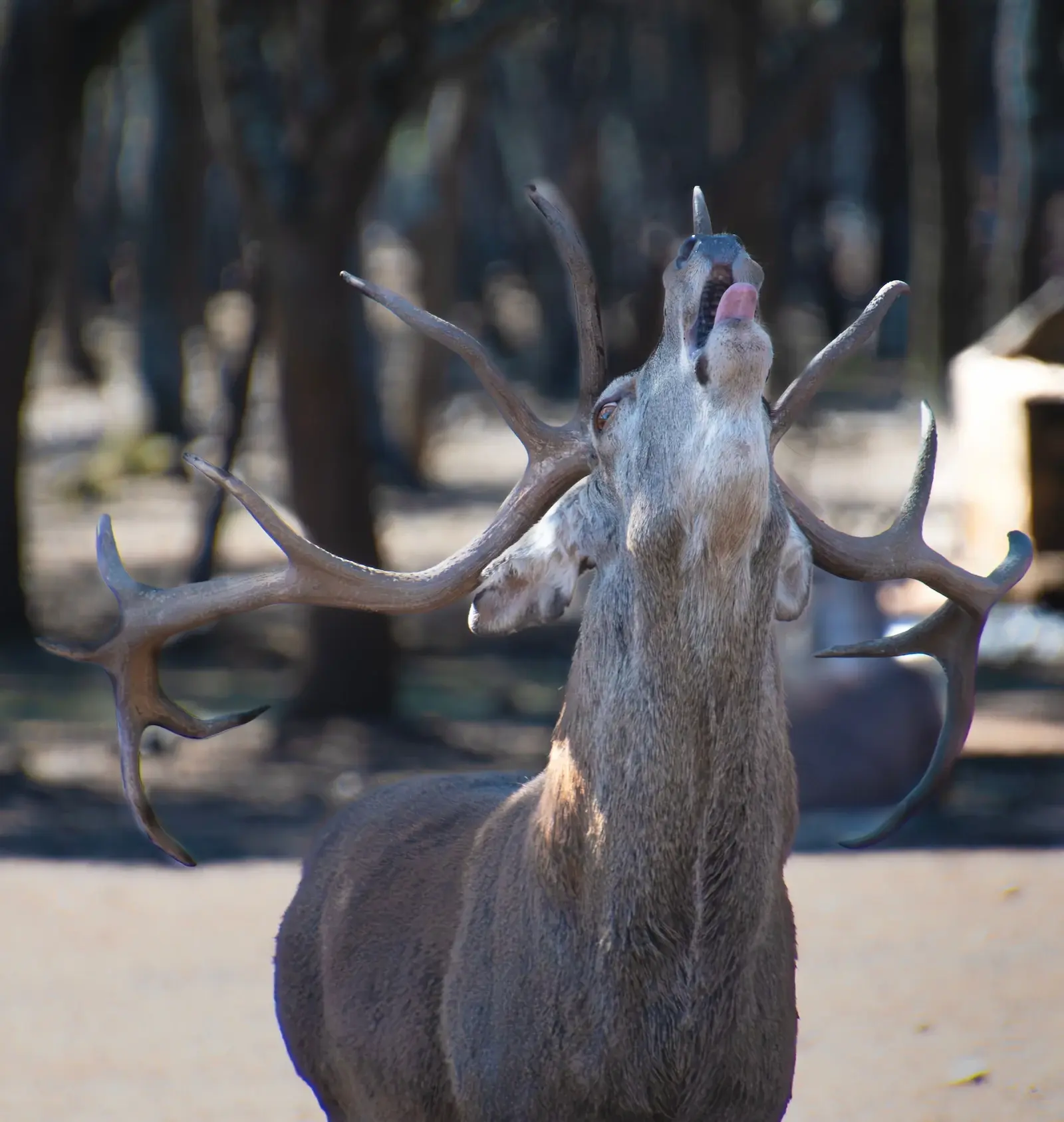 Un ciervo mostrando sus grandes astas en un entorno natural al aire libre