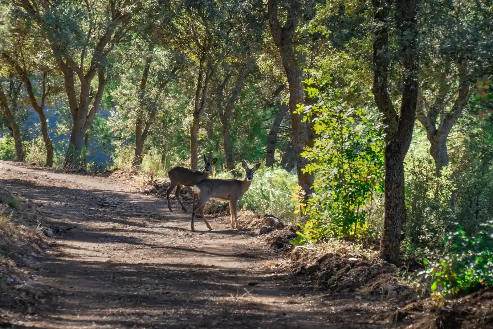 Dos ciervos de pie en un camino forestal en Ruidera, España, rodeados de exuberante vegetación