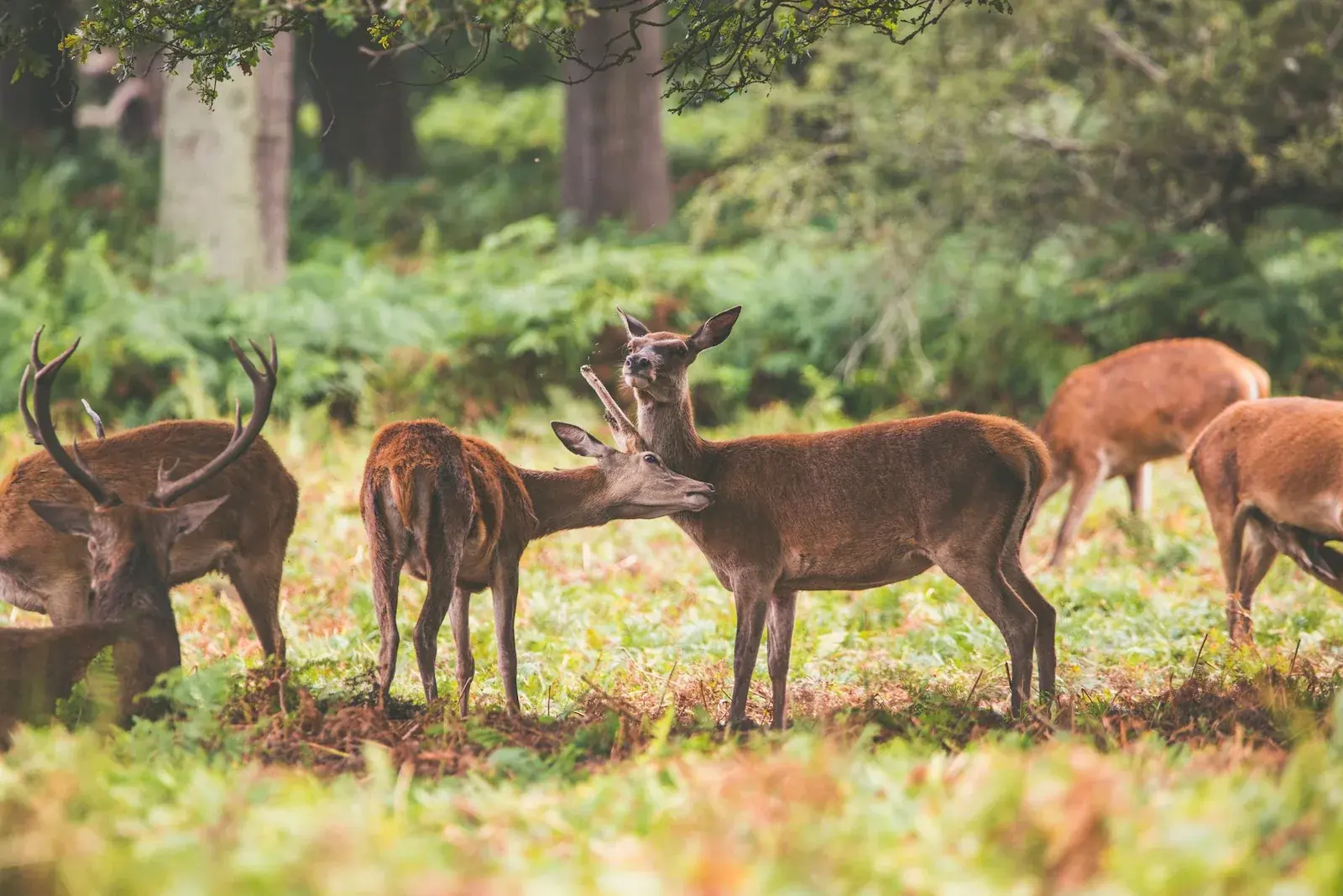 Una escena serena de ciervos pastando en un bosque verde