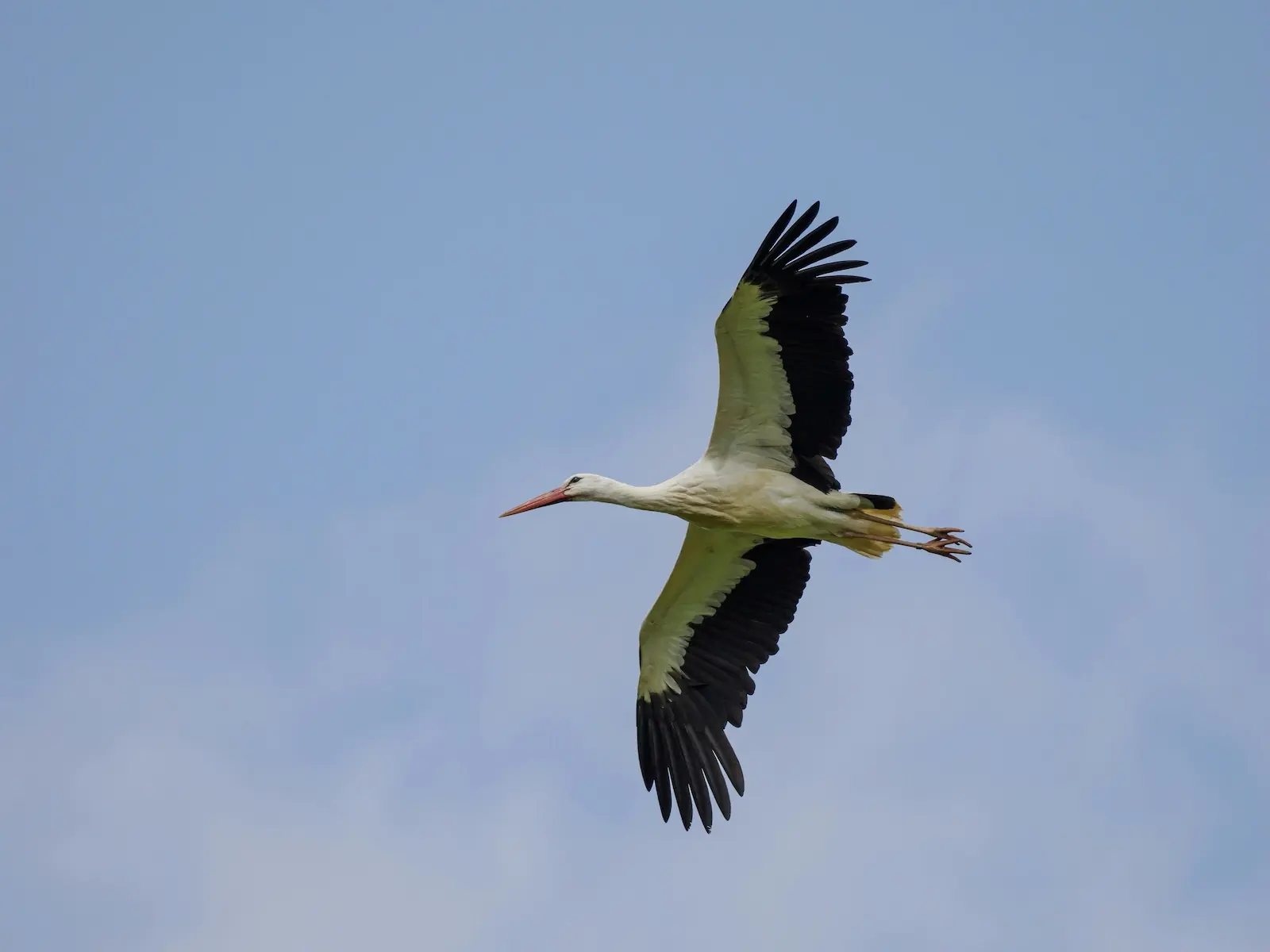 Una cigüeña blanca con plumas negras de alas volando contra un cielo azul claro