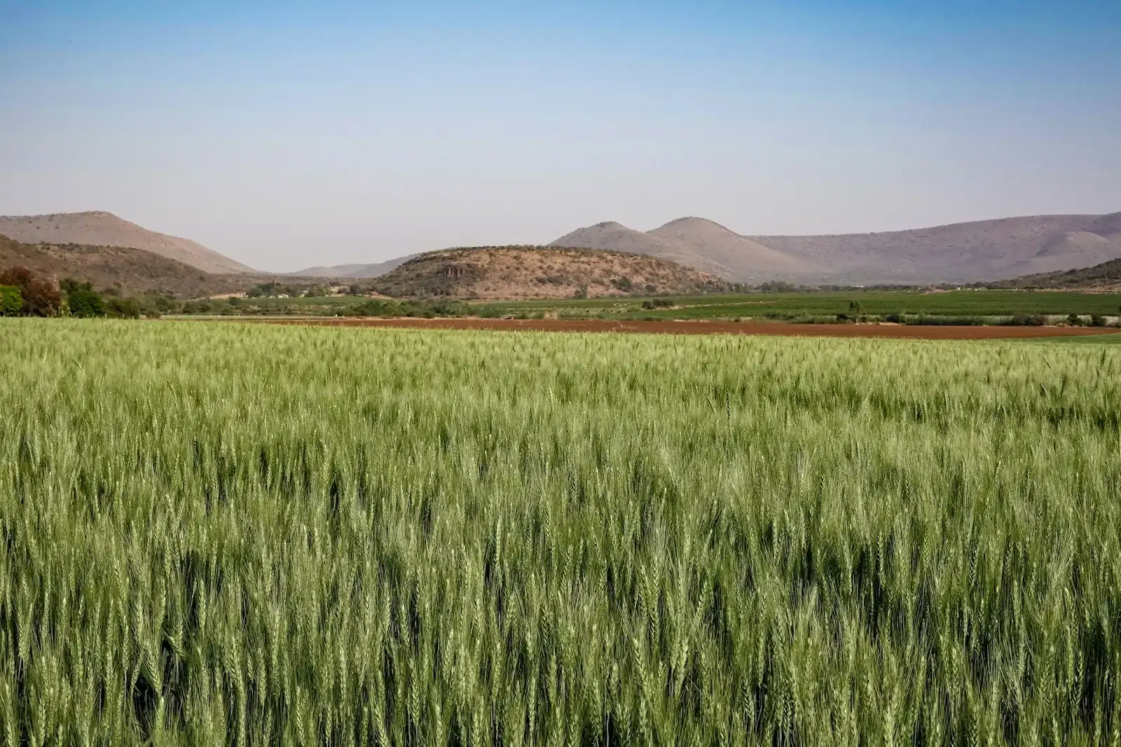 Amplio campo de trigo bajo un cielo despejado con montañas a lo lejos