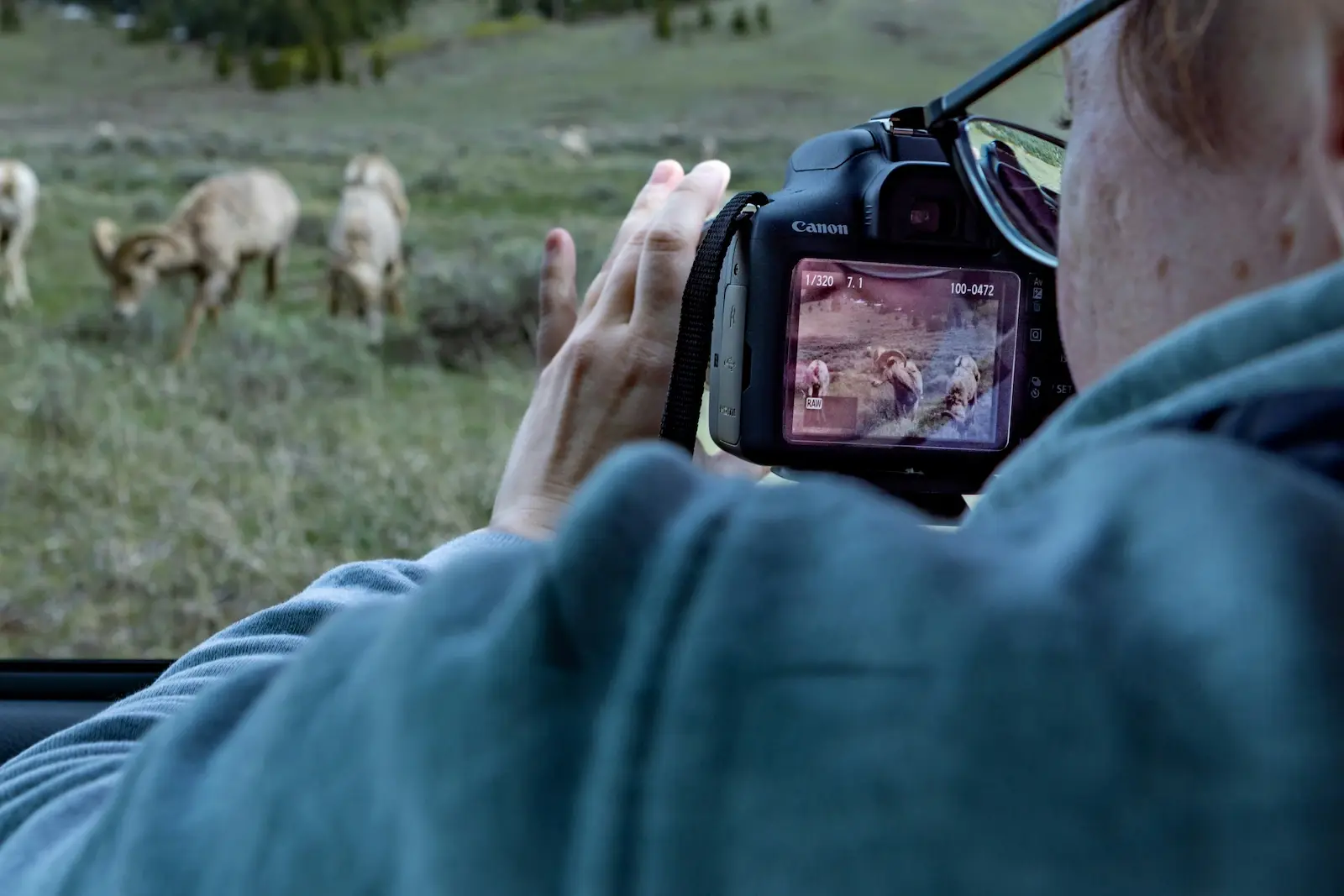 Persona fotografiando borregos cimarrones en un campo de hierba