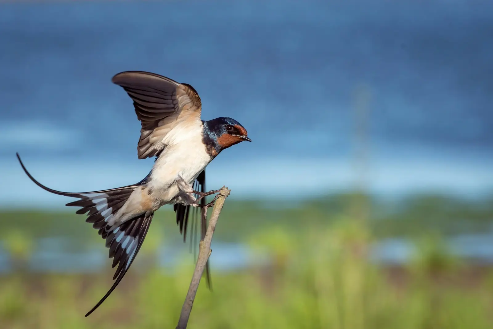 Golondrina común posándose en una rama junto a un humedal