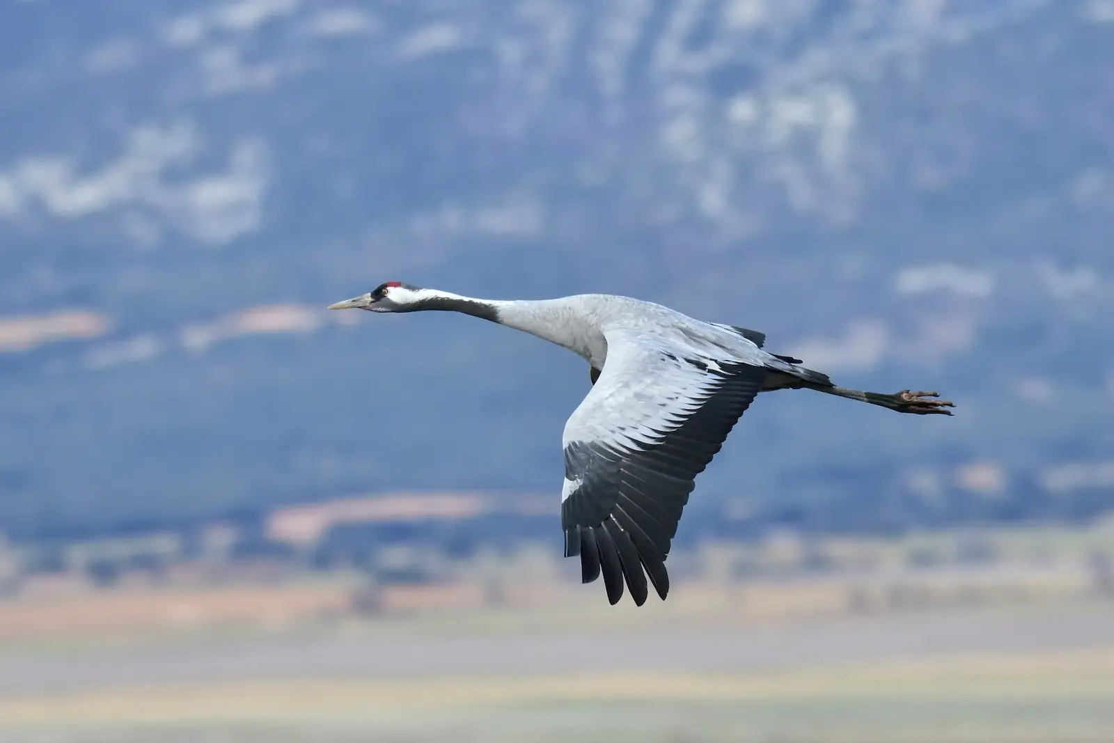 Grulla común volando sobre un paisaje rural