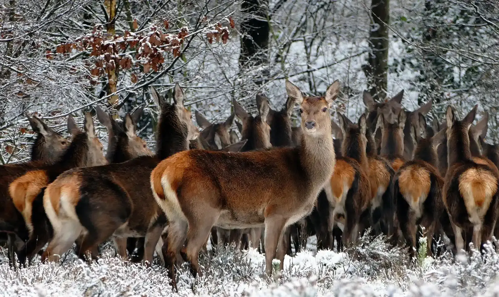 Un grupo de ciervos rojos en un bosque nevado