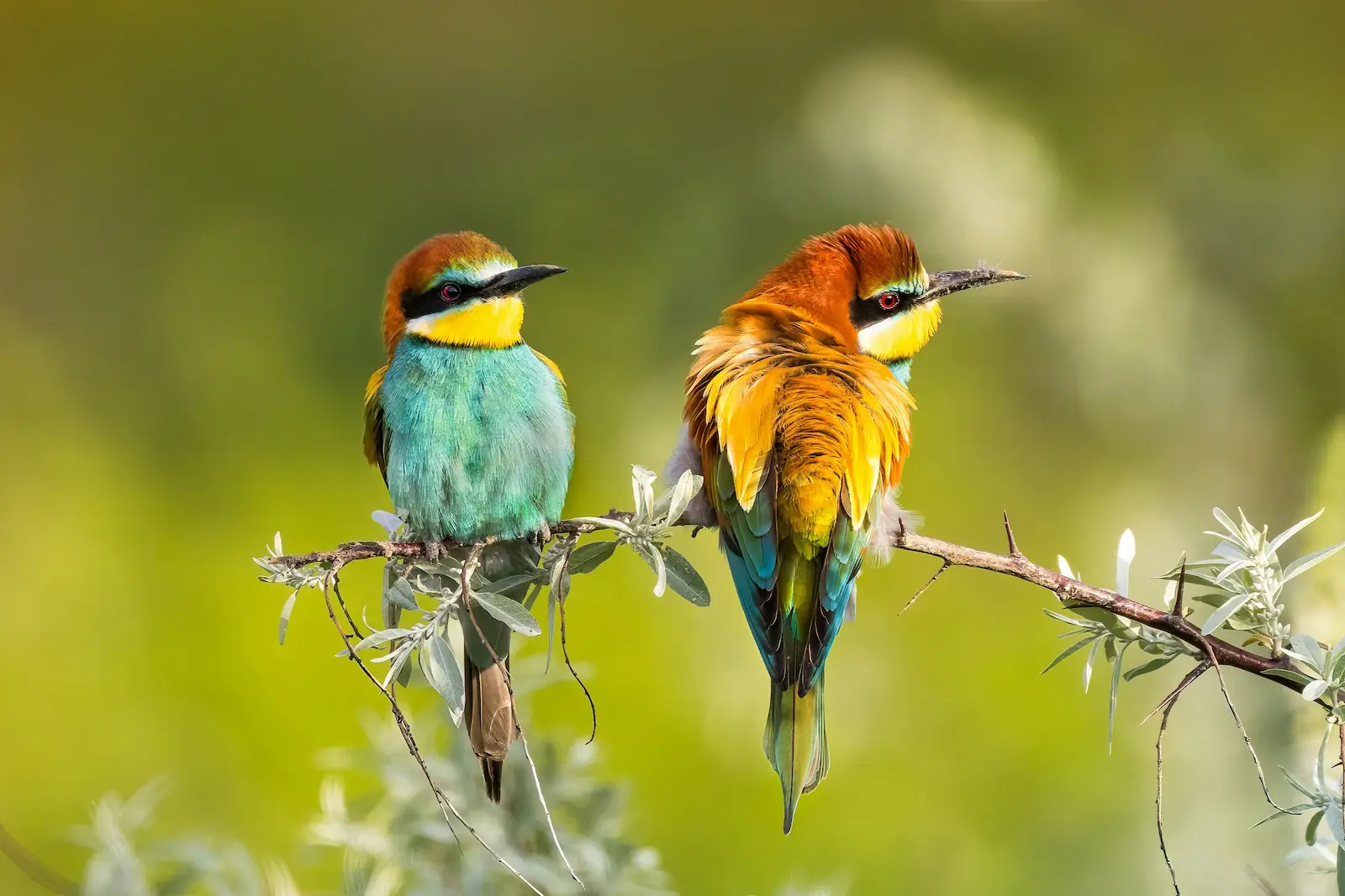 Pareja de abejarucos sentados en la cima de la rama de un árbol