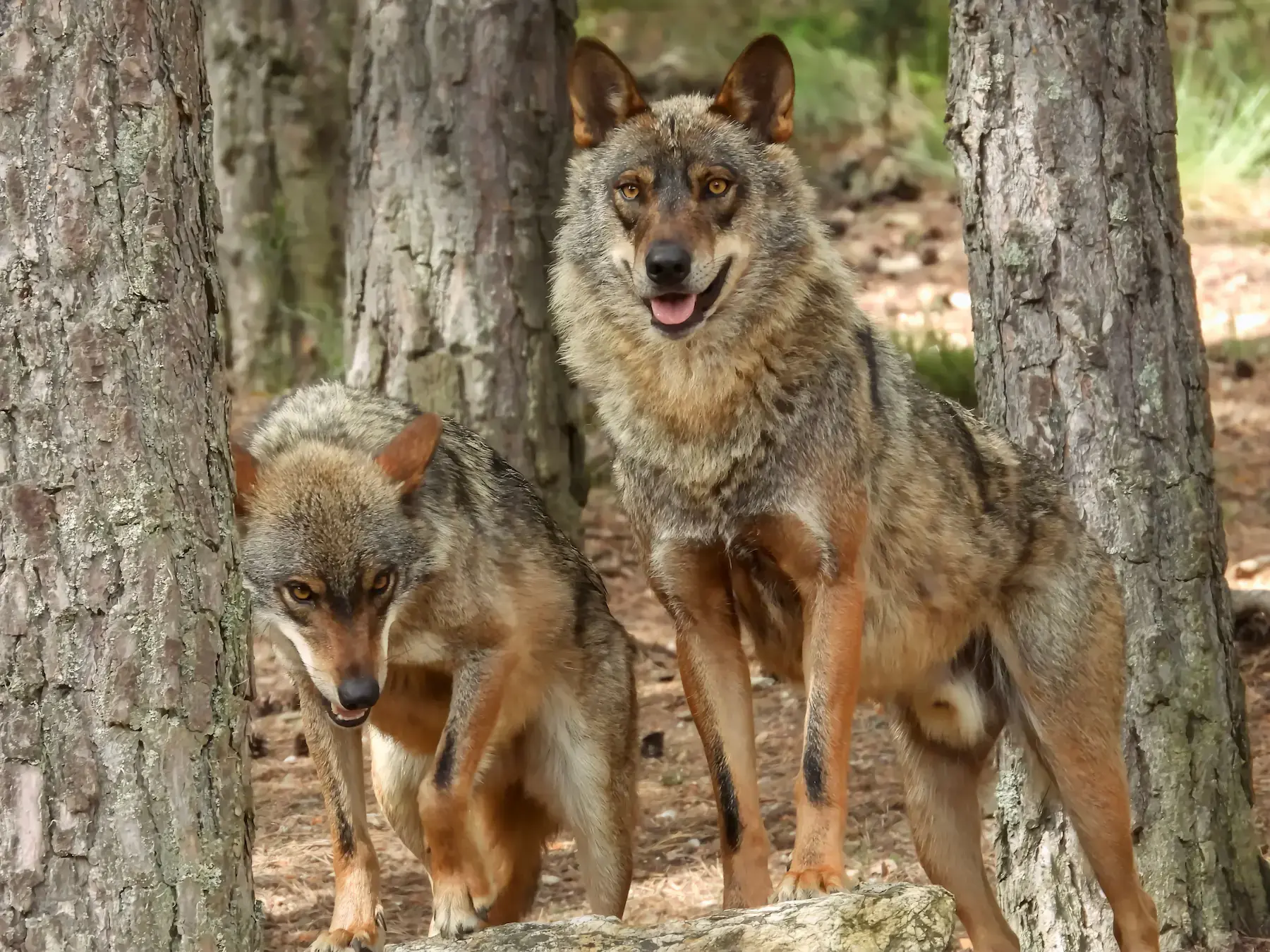 Un par de lobos de pie entre árboles en un denso bosque, mostrando comportamiento salvaje.