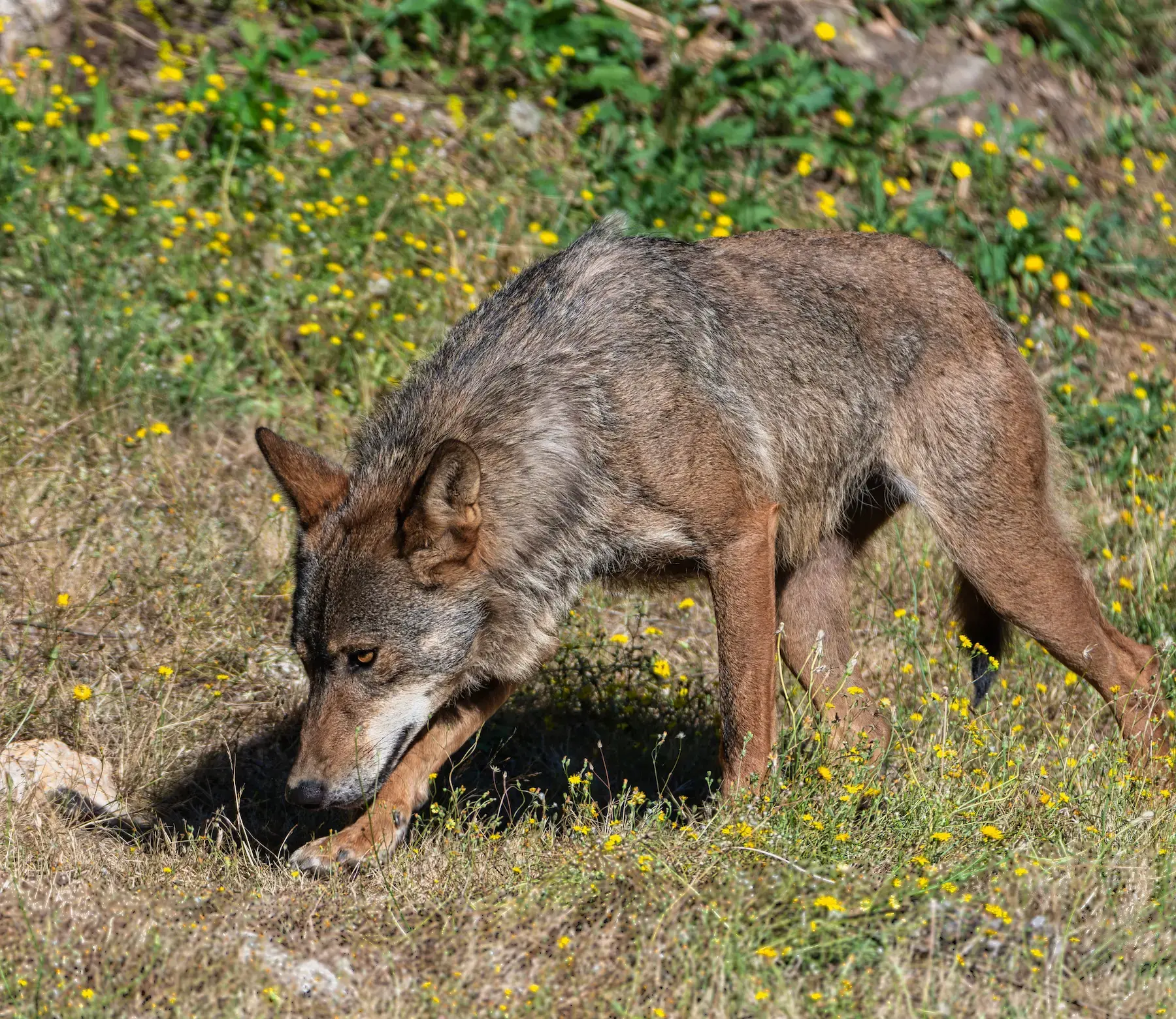 Un lobo acechando el terreno herboso en un día soleado, mostrando su comportamiento natural en la naturaleza.
