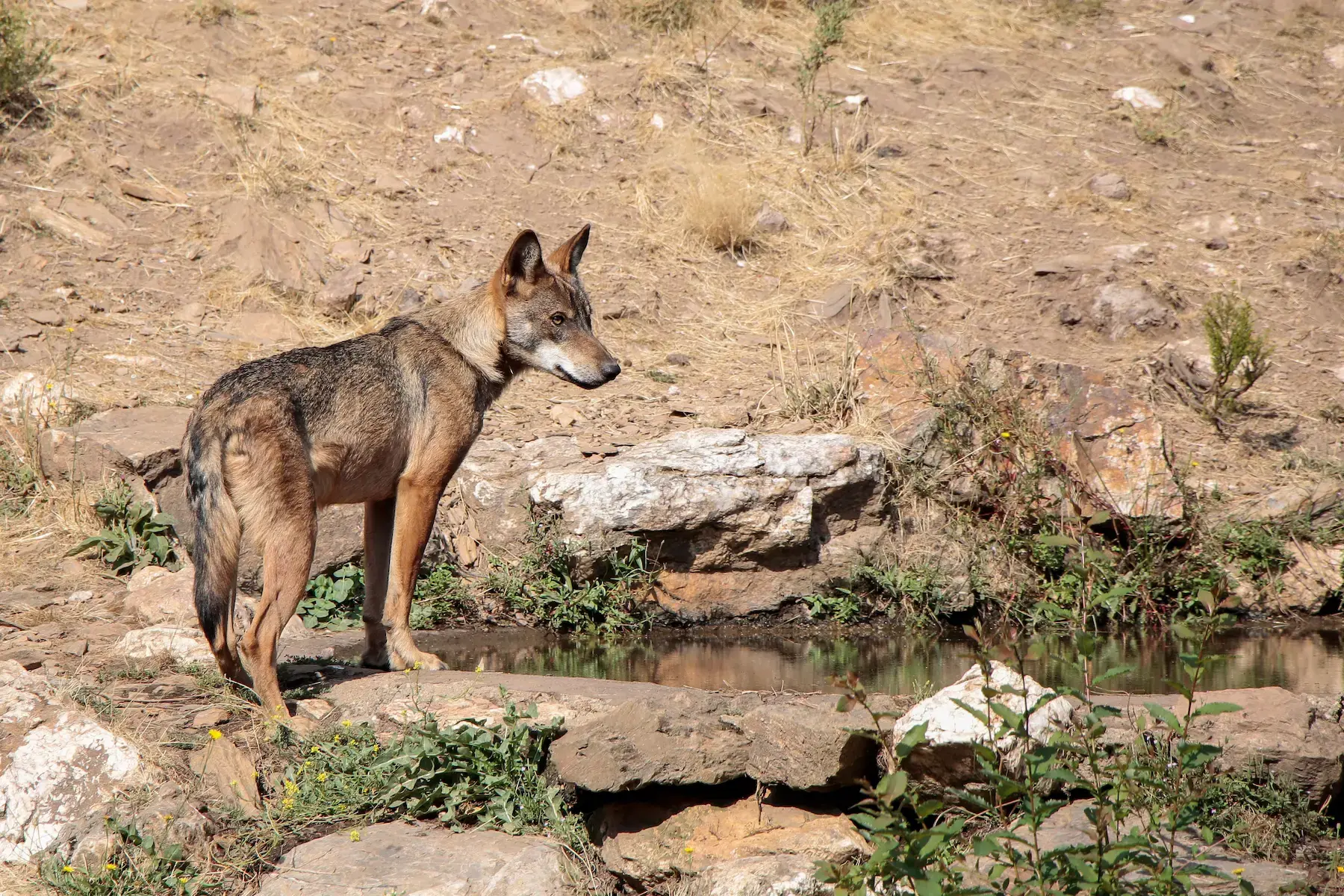 Un lobo ibérico salvaje de pie junto a un lago en el paisaje rocoso de Puebla de Sanabria.