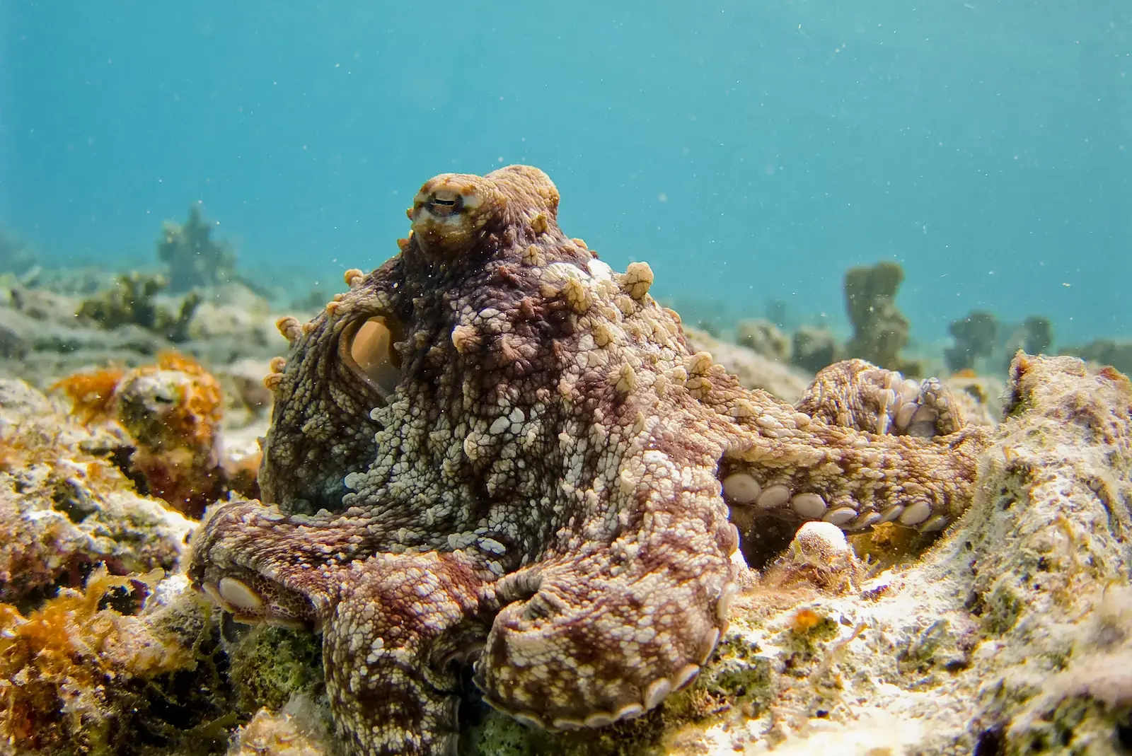 Fotografía de enfoque selectivo de pulpo